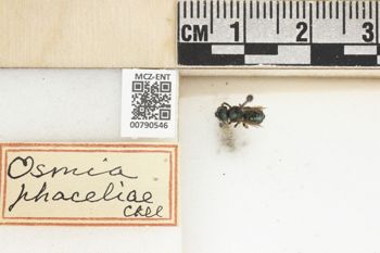 Media type: image;   Entomology 790546 Aspect: Labels